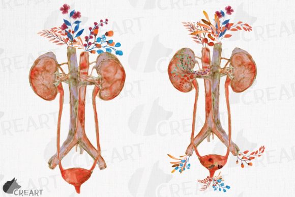 Anatomical Urinary Tract System Flower