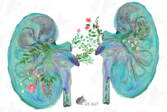 Floral Anatomical Human Kidney Decor
